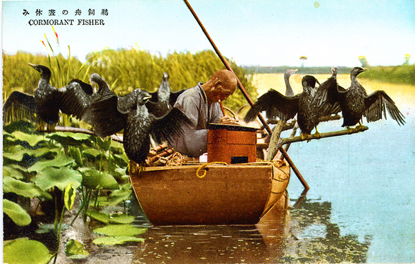 Fisherman, with cormorants