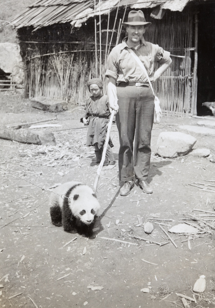 Mr Beatty guiding a baby panda to face the camera