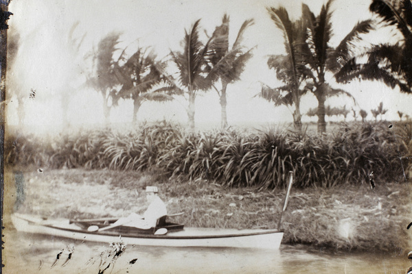 Palm trees at Hoihow