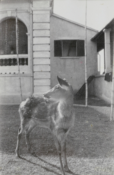 A deer presented to Hedgeland, Nanning
