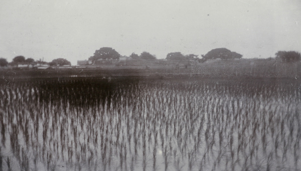 Rice fields