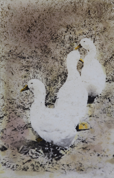 White Pekin ducks, Shanghai