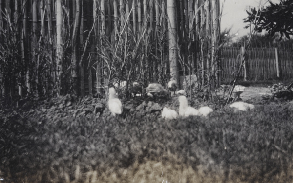 Poultry chicks in the garden, 35 Tongshan Road, Hongkew, Shanghai