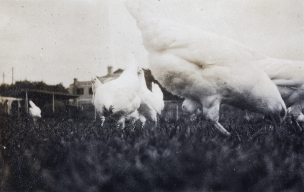 Chickens in the garden, 35 Tongshan Road, Hongkew, Shanghai