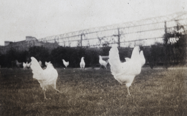 Chickens in the garden, 35 Tongshan Road, Hongkew, Shanghai