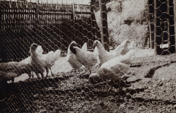 Chickens in an enclosed yard, 35 Tongshan Road, Hongkew, Shanghai