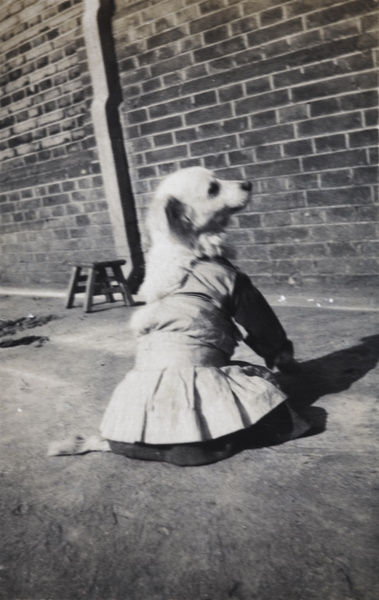 Dog in a dress, 35 Tongshan Road, Hongkou, Shanghai