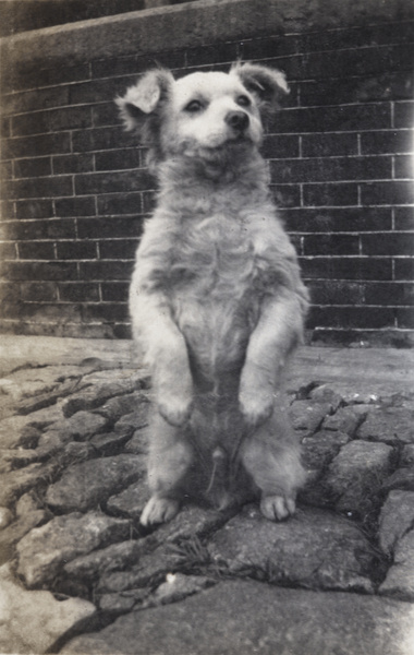 Dog in the garden of 35 Tongshan Road, Hongkou, Shanghai