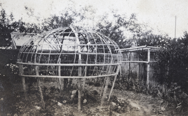 Hen and chicks pecking around the garden rose frame, 35 Tongshan Road, Hongkou, Shanghai