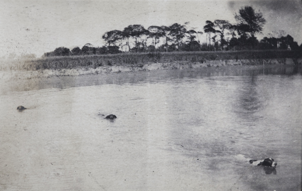 Pointer hunting dogs swimming, Shanghai