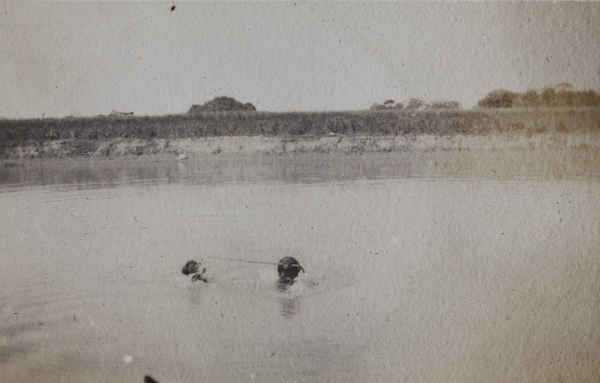 Pointer dogs retrieving a hunting crop, Shanghai