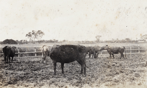 Roselawn dairy cows grazing, Tongshan Road, Hongkou, Shanghai