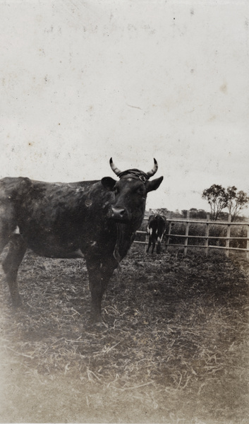 Roselawn dairy cows grazing, Tongshan Road, Hongkou, Shanghai