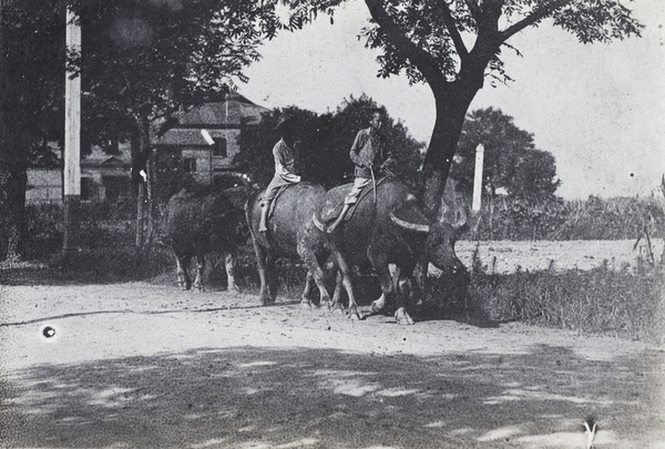 A boy and man droving three water buffalo on Tongshan Road, Hongkew, Shanghai