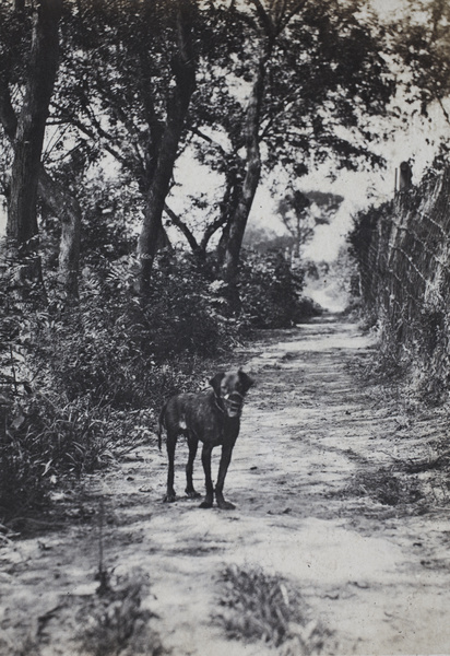 Muzzled dog on a rough road