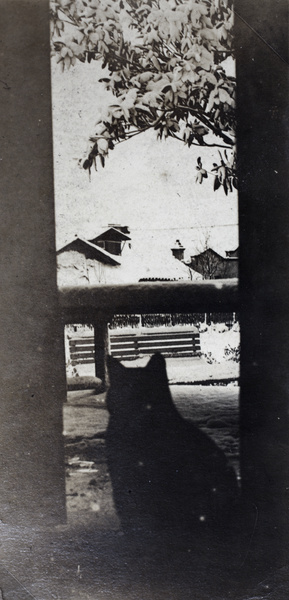 Cat looking into the snow covered garden, 35 Tongshan Road, Hongkou, Shanghai