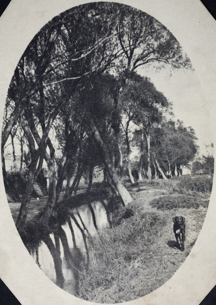 Dog on a path beside a waterway lined with trees