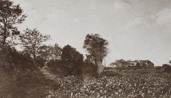 Farm field near Shanghai