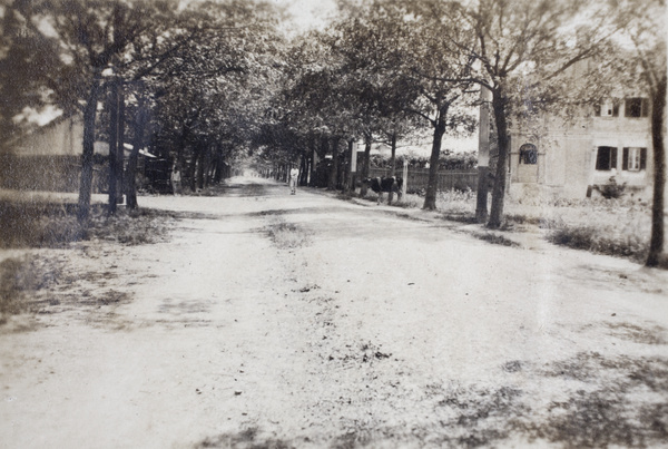 Roselawn dairy cow standing at the roadside, 35 Tongshan Road, Hongkou, Shanghai