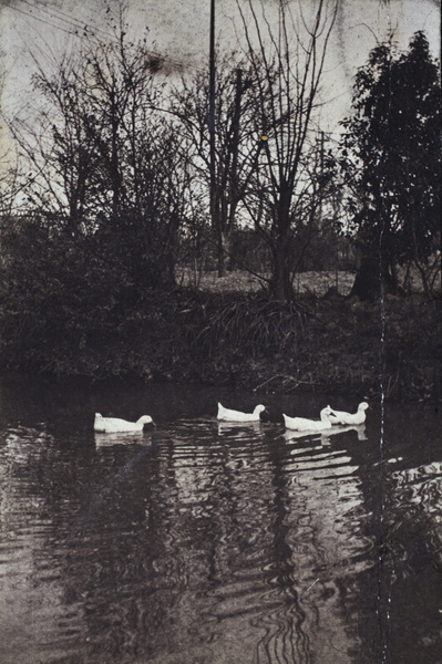 Four ducks on water, Hongkou, Shanghai