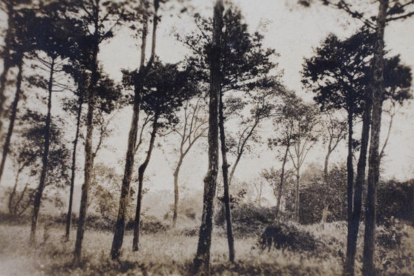 Trees and fields, near Shanghai