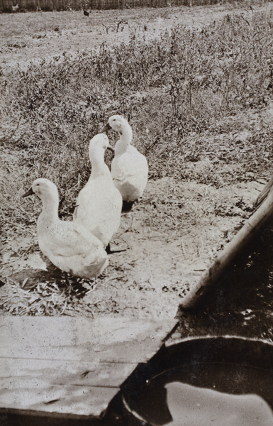 Ducks and chickens in a field, Tongshan Road, Hongkou, Shanghai