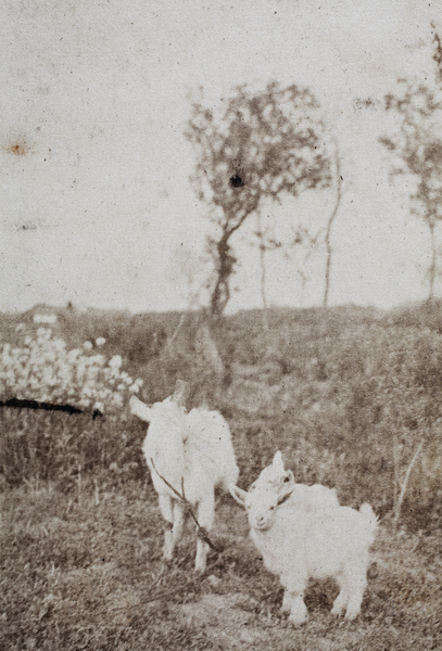 Two goat kids tethered to a nanny goat, Hongkou, Shanghai