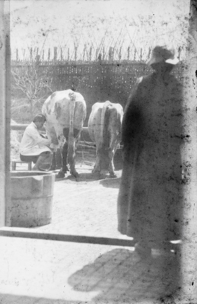 Elizabeth Hutchinson overseeing a worker milking a cow in the yard of Roselawn Dairy Farm, Tongshan Road, Hongkou, Shanghai