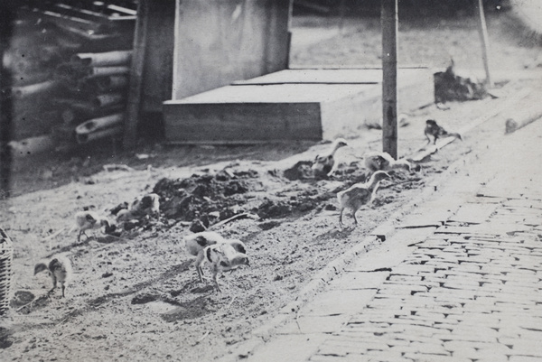 Baby chickens pecking in the yard, Roselawn Dairy, Tongshan Road, Hongkou, Shanghai