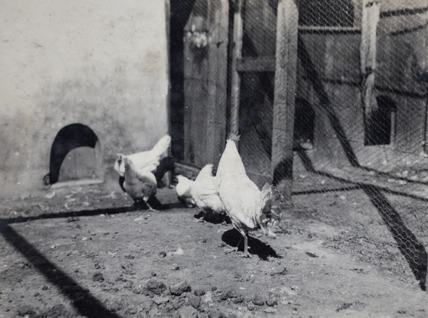 Rooster and hens in an enclosed pen, 35 Tongshan Road, Hongkou, Shanghai