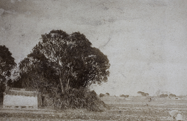 Graves in a field, near Tongshan Road, Hongkou, Shanghai