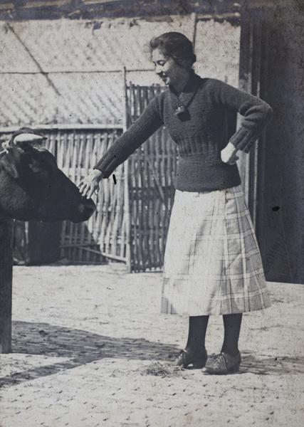 Sarah Hutchinson cautiously stroking the muzzle of a dairy cow, 35 Tongshan Road, Hongkou, Shanghai