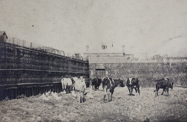 Dairy cows in a paddock with chickens, Roselawn Dairy, Hongkou, Shanghai