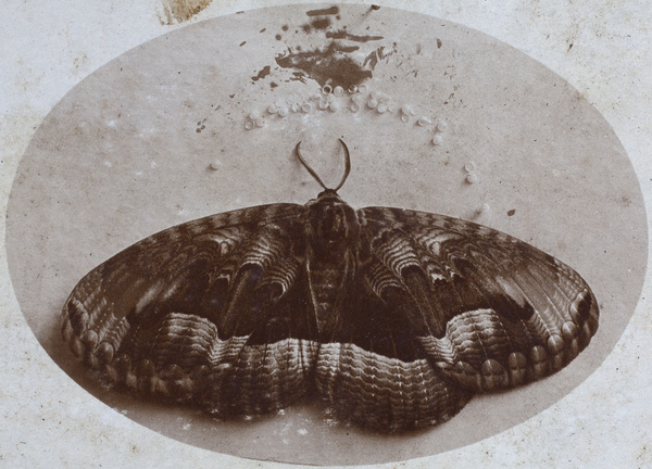 Still life with moth and eggs