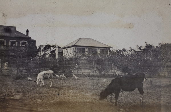 Calves grazing and chickens scratching, Roselawn Dairy, Tongshan Road, Hongkou, Shanghai