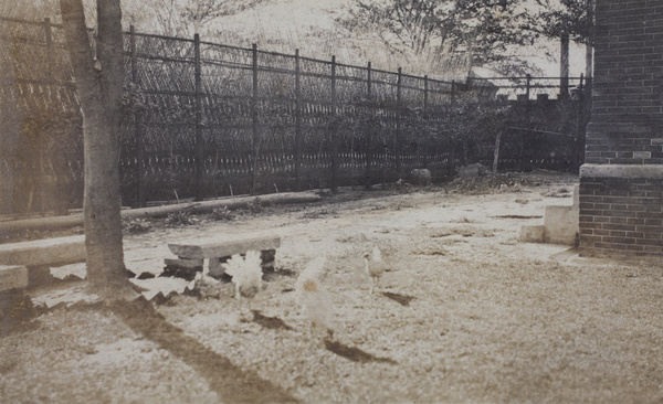 Chickens scratching in the garden, 35 Tongshan Road, Hongkou, Shanghai