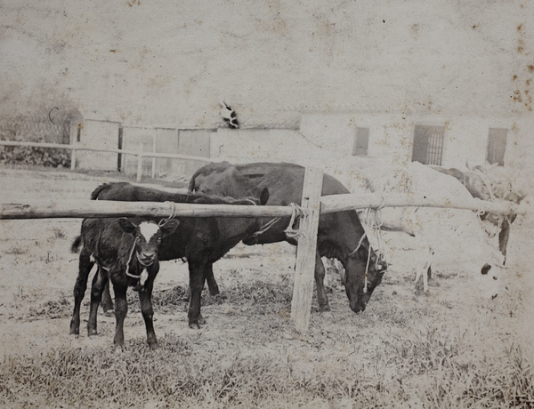 Roselawn Dairy calves and cows tied to a wooden post and rail fence, Tongshan Road, Hongkou, Shanghai