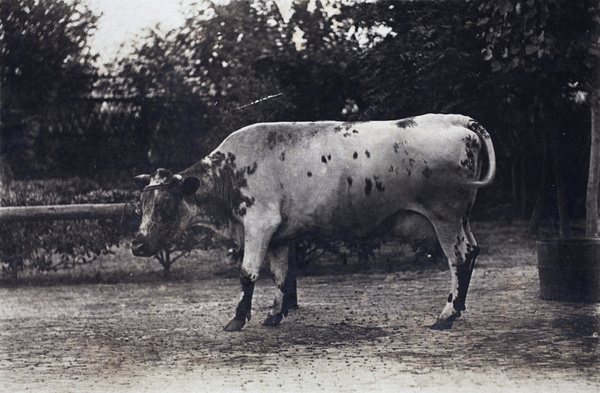 Roselawn Dairy cow, Tongshan Road, Hongkou, Shanghai