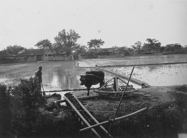 Paddy field being flooded, Shanghai