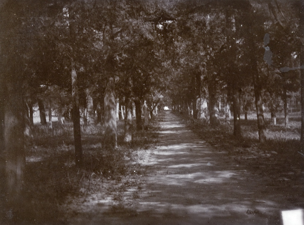 Avenue of cedar trees, Tiantan (Temple of Heaven), Peking