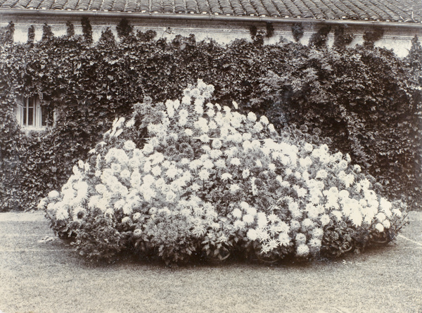 Display of potted chrysanthemums