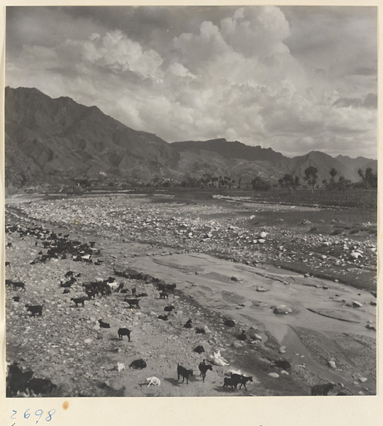 Herd of goats in the riverbed in the Jumahe Valley
