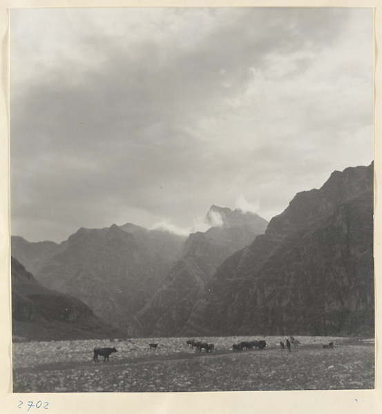 Cattle and donkeys grazing in the Jumahe Valley