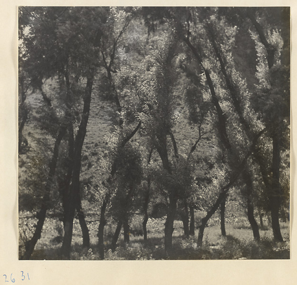 Trees by a stream in a high valley west of Pei-pien-ch'iao [sic] in the Lost Tribe country