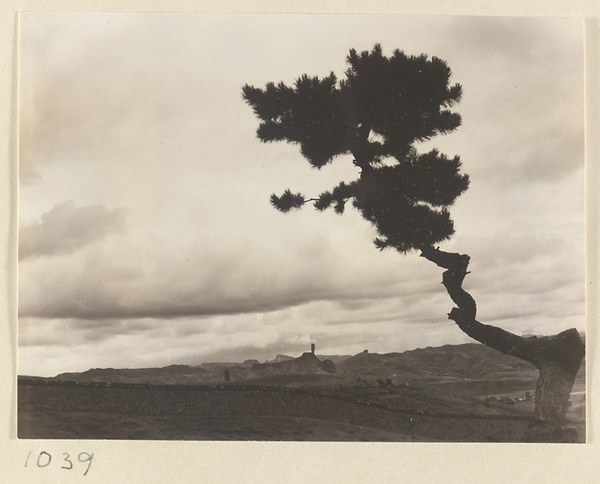 Pine tree at Pu tuo zong cheng miao with Qingchui Peak in the background