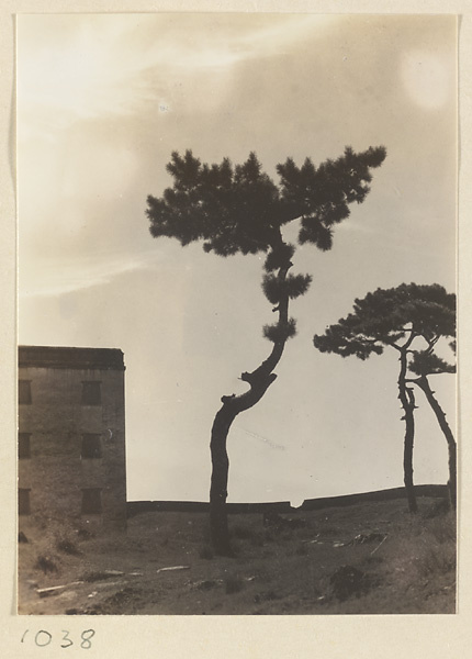 Bai tai and pine trees at Pu tuo zong cheng miao