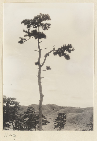 Tree and hills at Da Fo si