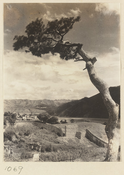 Pine tree and eastern wall of the temple complex at Pu tuo zong cheng miao