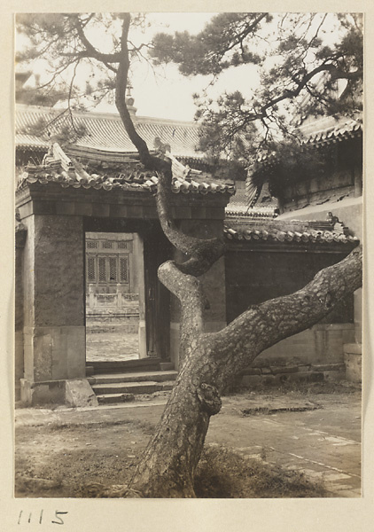 Pine tree and gate at Da Fo si