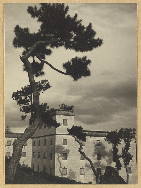 Pine tree and detail of a Bai tai at Pu tuo zong cheng miao